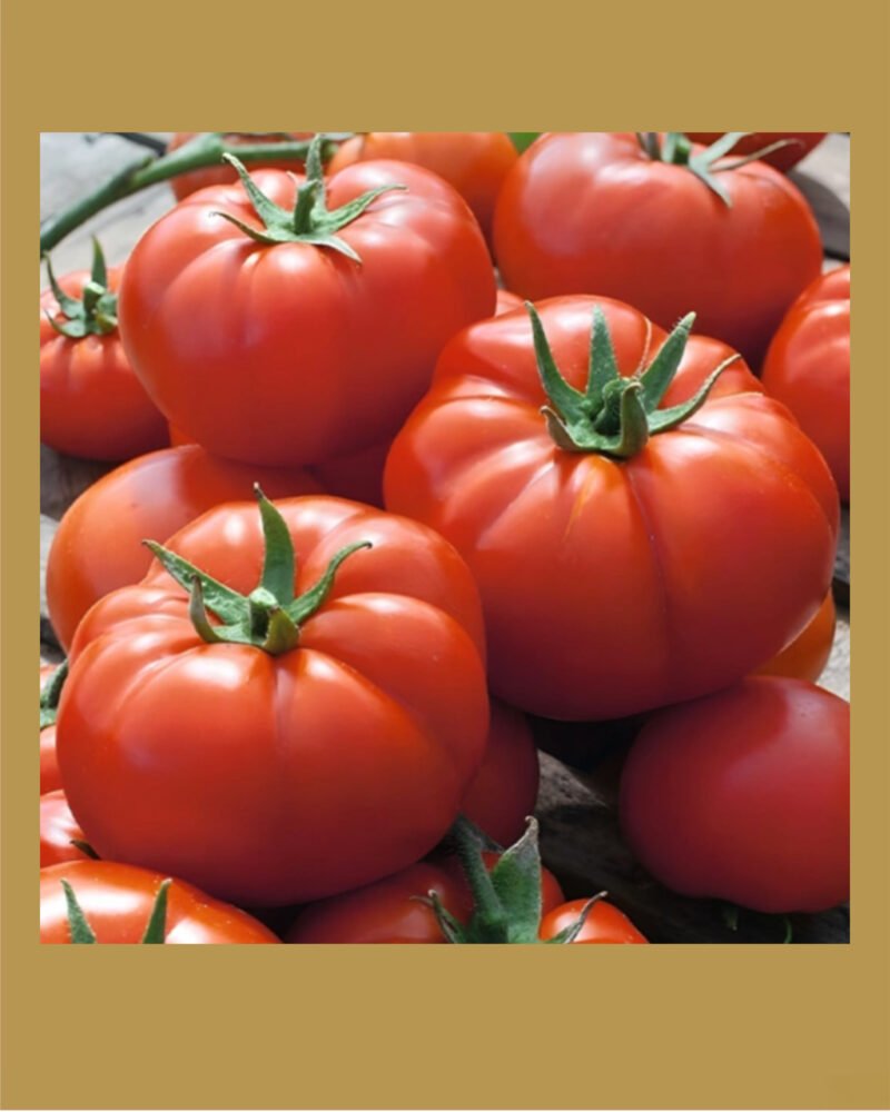 Country Taste F1 Hybrid بذور طماط