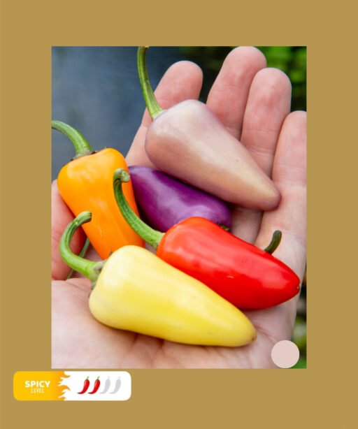 Jalapeno, Multicolor شتلة فلفل