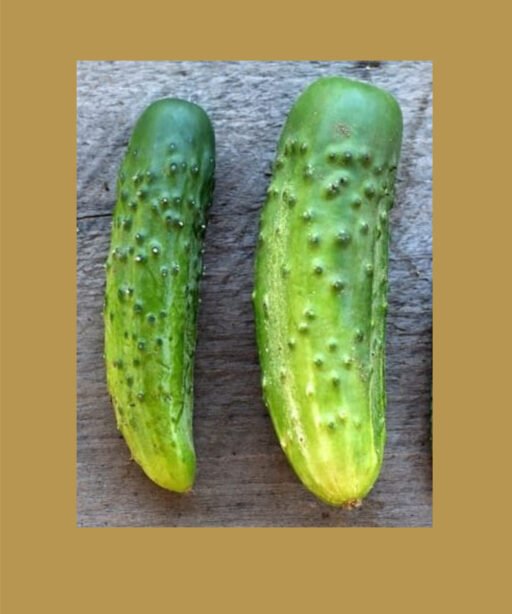parisian pickling cucumber بذور خيار