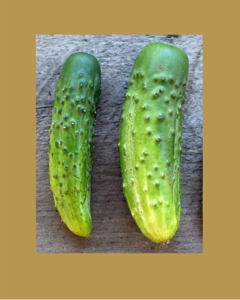 parisian pickling cucumber بذور خيار