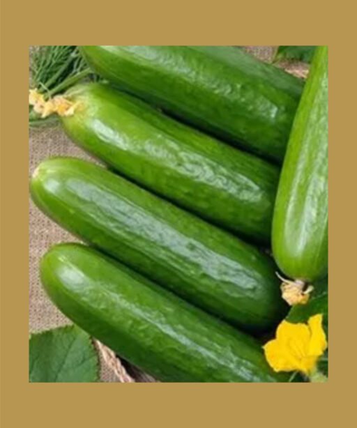 Cucumber بذور خيار