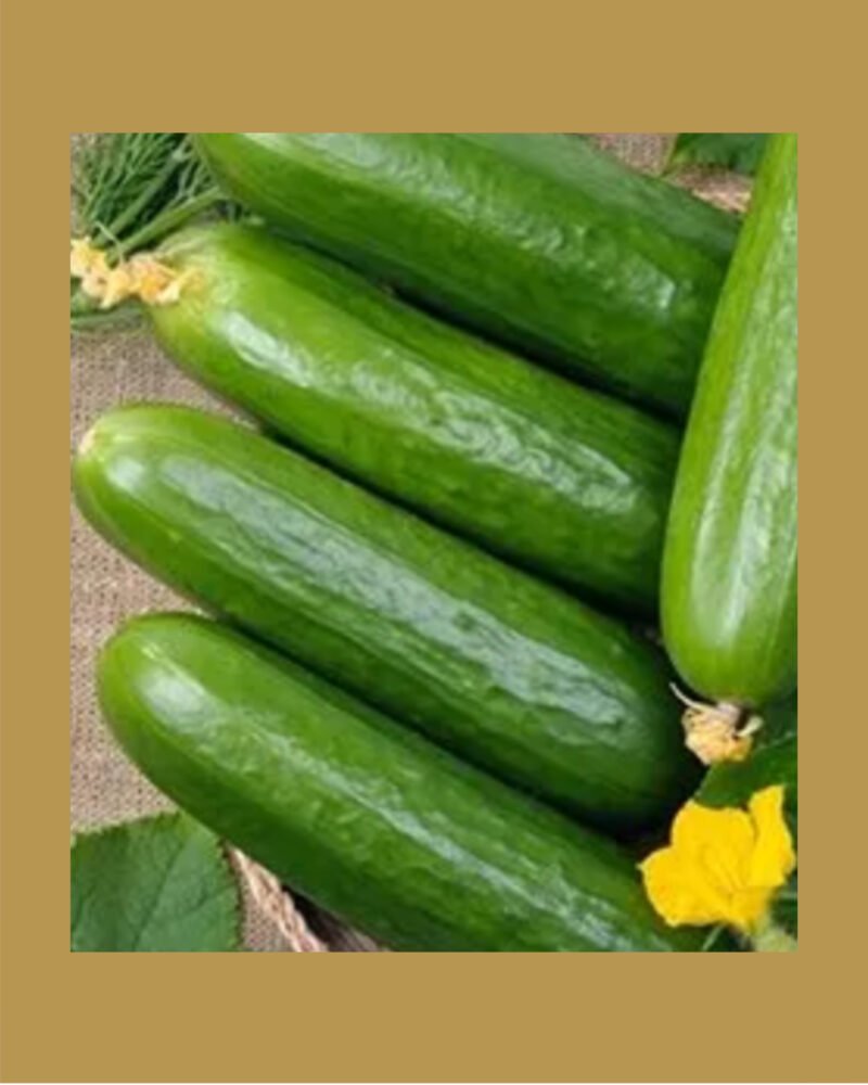 Cucumber بذور خيار