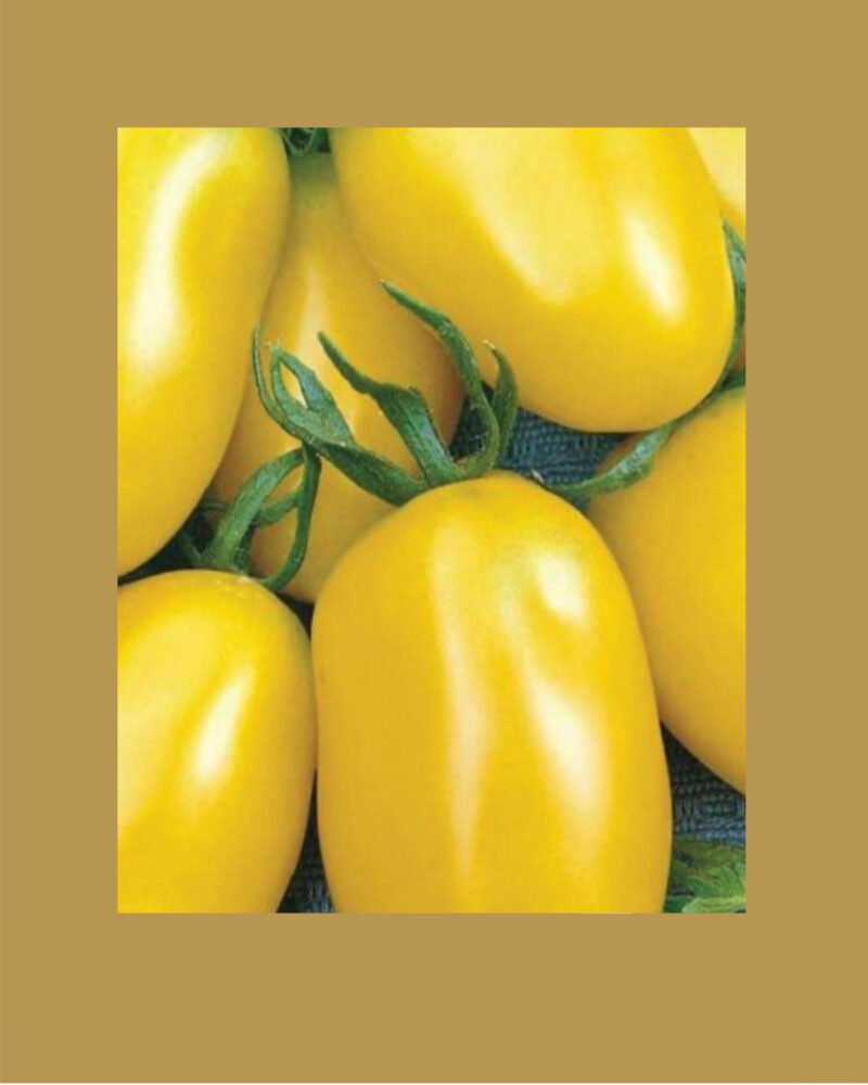 Taiko بذور طماط