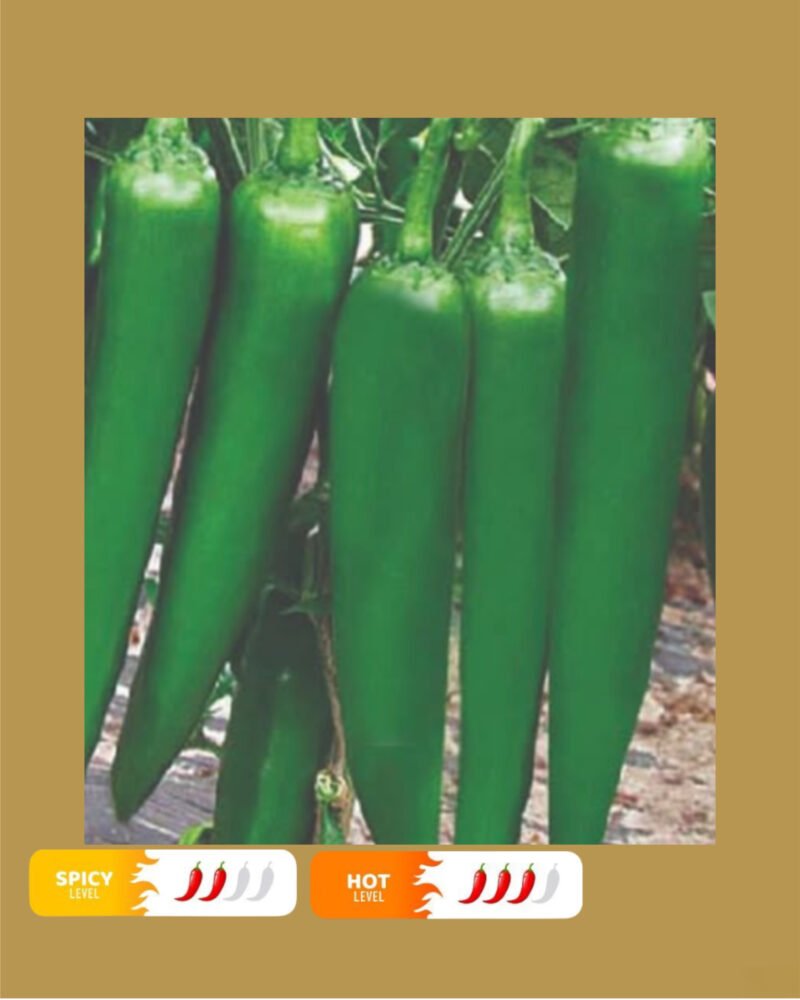 Aseel signature   بذور فلفل حار 🌶️🌶️🌶️
