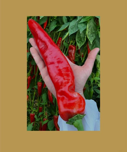 Red Fence بذور فلفل حلو 🫑
