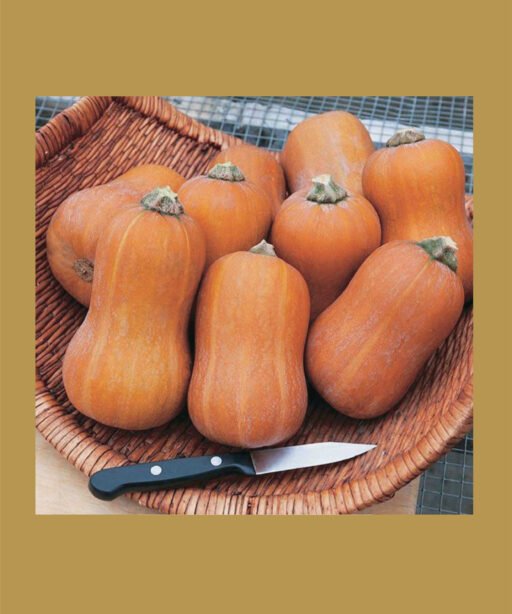Honeynut بذور قرع