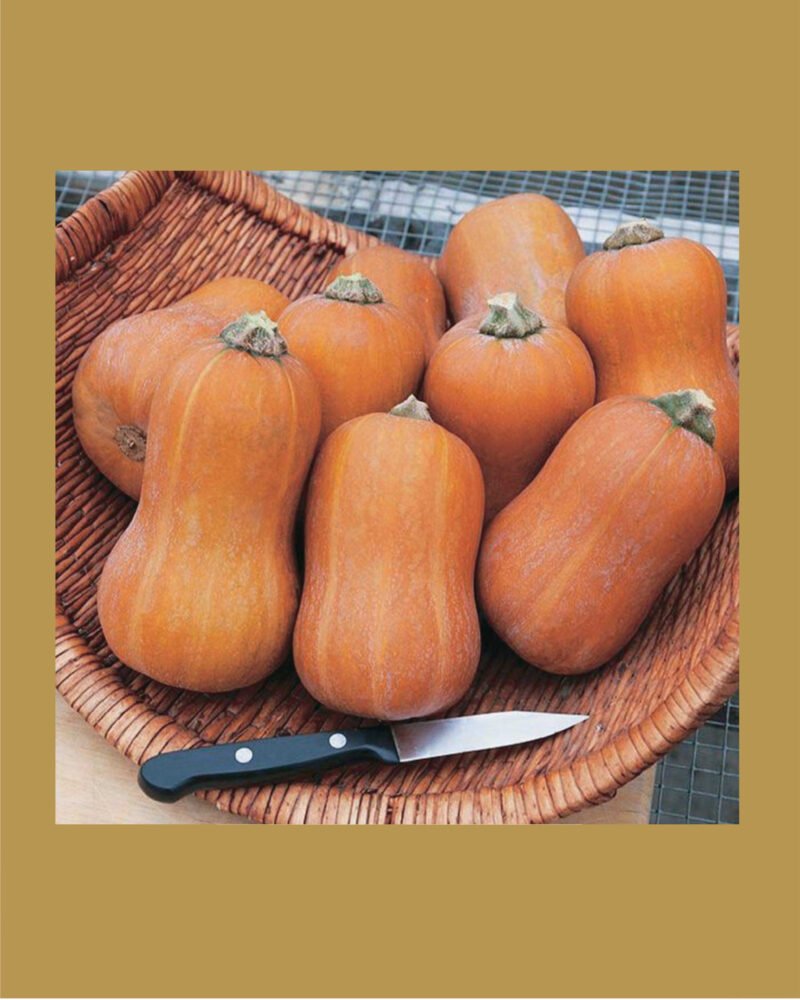 Honeynut بذور قرع