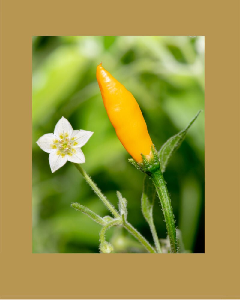 Cumari Amarillo بذور فلفل حار 🌶️🌶️🌶️