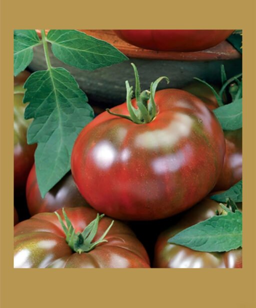 Chef’s Choice Black Hybrid بذور طماط