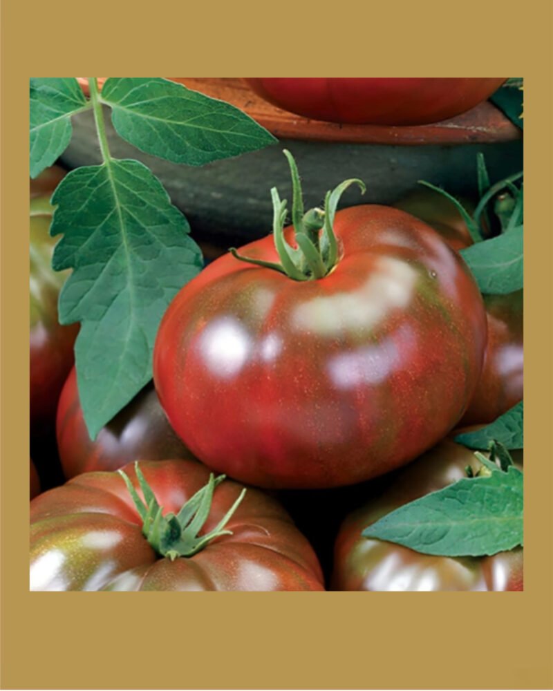 Chef’s Choice Black Hybrid بذور طماط