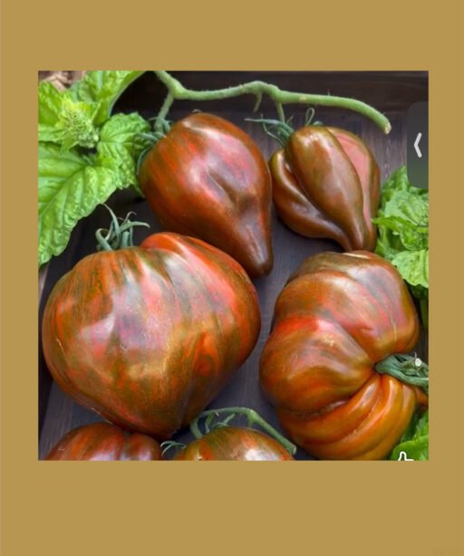MARSHA'S STARFIGHTER HEART Tomato شتلة طماط