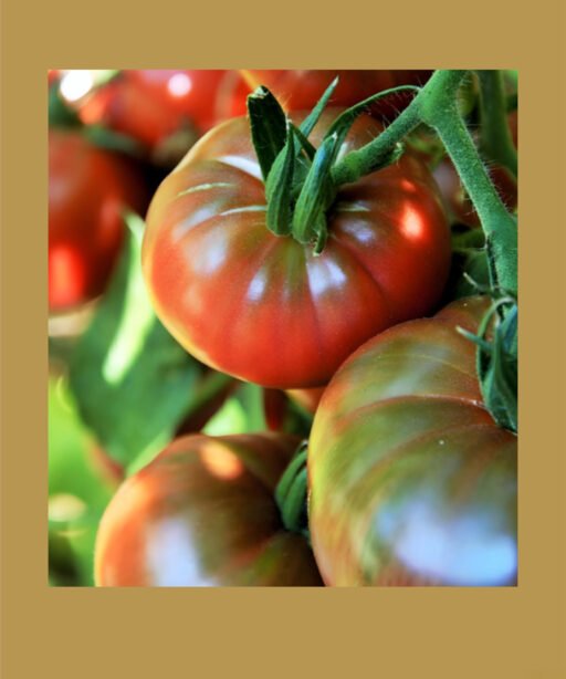 Chef’s Choice Purple Hybrid بذور طماط
