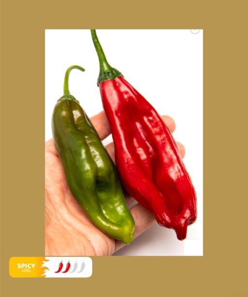 Aji Chicotillo شتلة فلفل