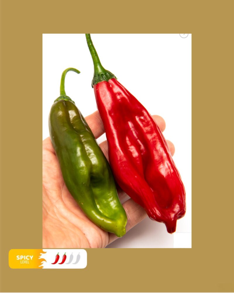 Aji Chicotillo شتلة فلفل