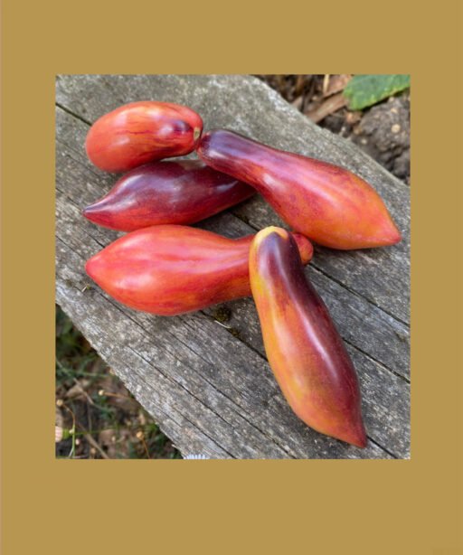 ANTHO PINK PANTHER Dwarf Tomato شتلة طماط