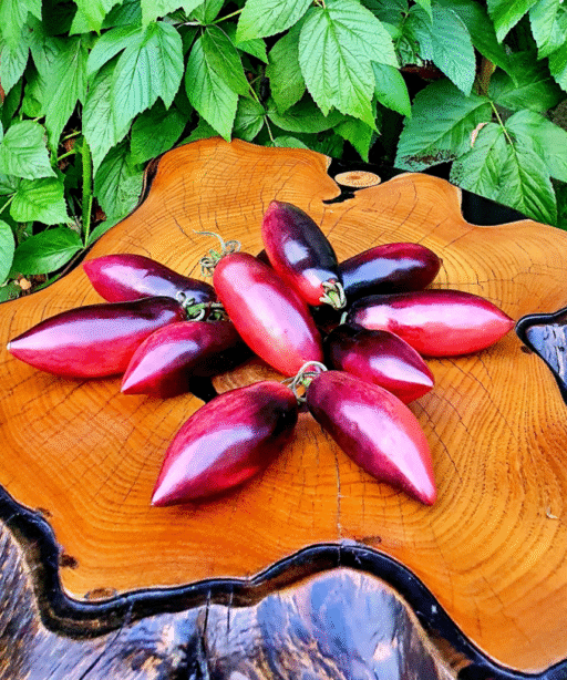 SLIVKA GURMAN Tomato  شتلة طماط