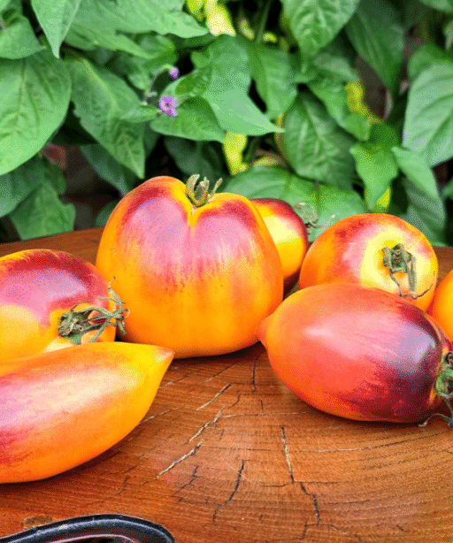 SGT. PEPPER'S BI COLOR HEART Tomato شتلة طماط