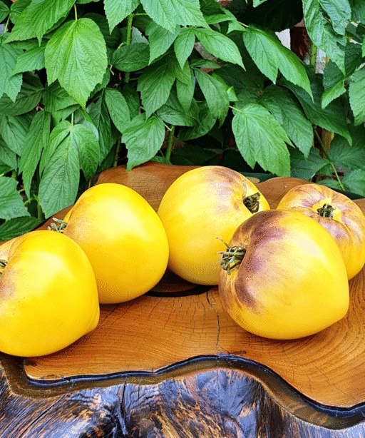 Alternative view of SGT. PEPPERS YELLOW Tomato شتلة طماط