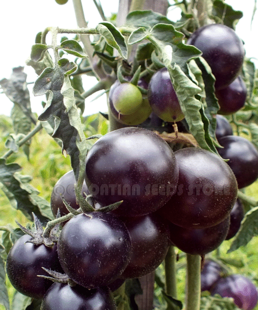 Alternative view of HELSING JUNCTION BLUES Tomato شتلة طماط
