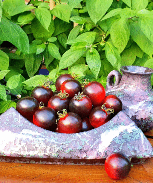 HELSING JUNCTION BLUES Tomato شتلة طماط