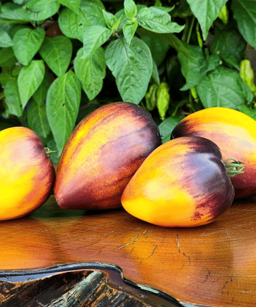 PINEAPPLE SERGEANT Tomato شتلة طماط