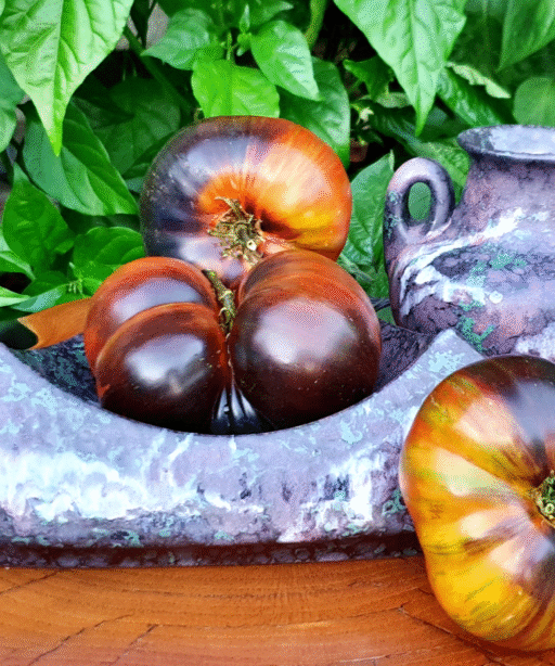 Alternative view of REBEL STARFIGHTER DIPPER'S DELIGHT Dwarf Tomato شتلة طماط