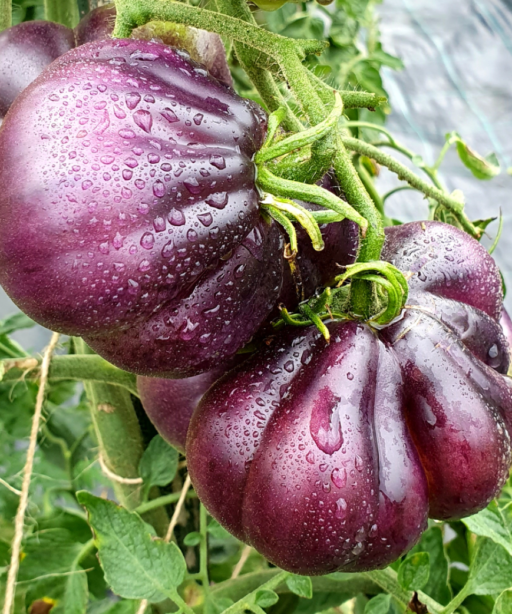 BLUE PEAR Tomato شتلة طماط