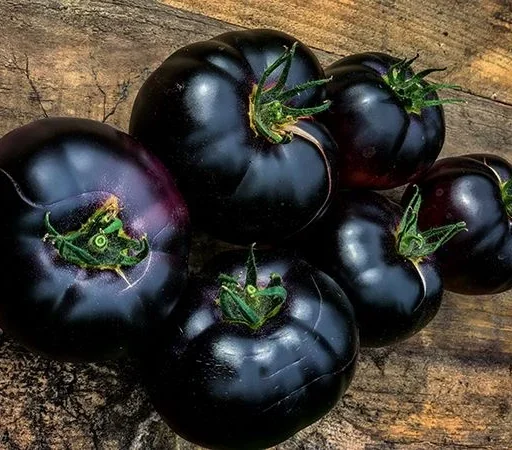 Alternative view of BLACK BEAUTY Tomato شتلة طماط