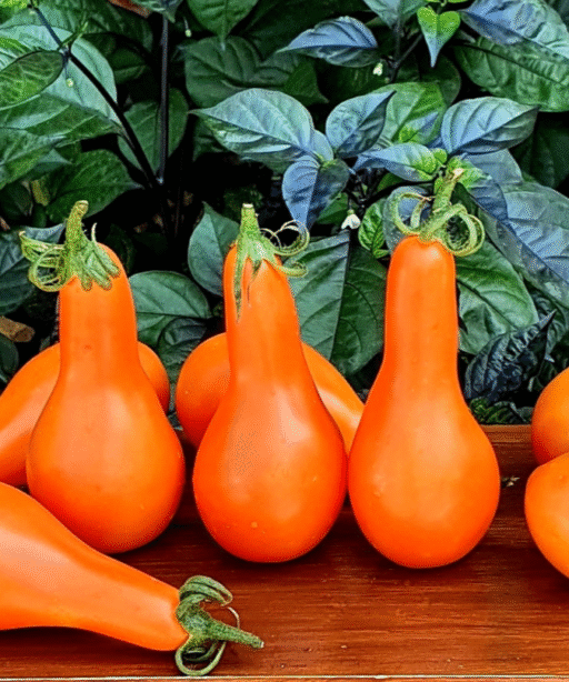 Alternative view of MILA Tomato شتلة طماط