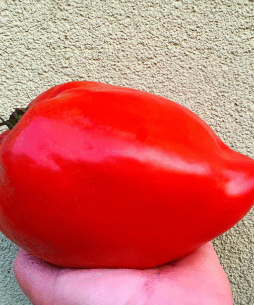 POMODORO Tomato شتلة طماط