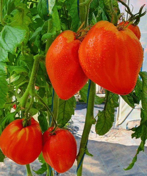 Alternative view of POMODORO Tomato شتلة طماط