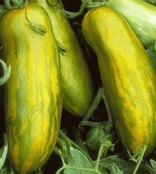 Alternative view of Sausage Heirloom Tomato  شتلة طماط