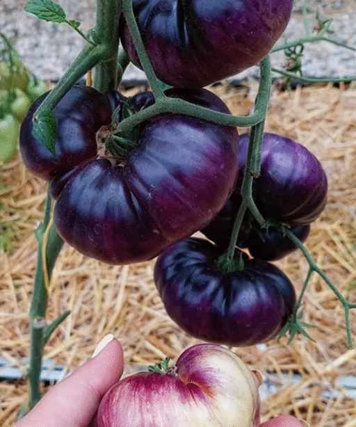 Alternative view of Purple Miracle Tomato شتلة طماط