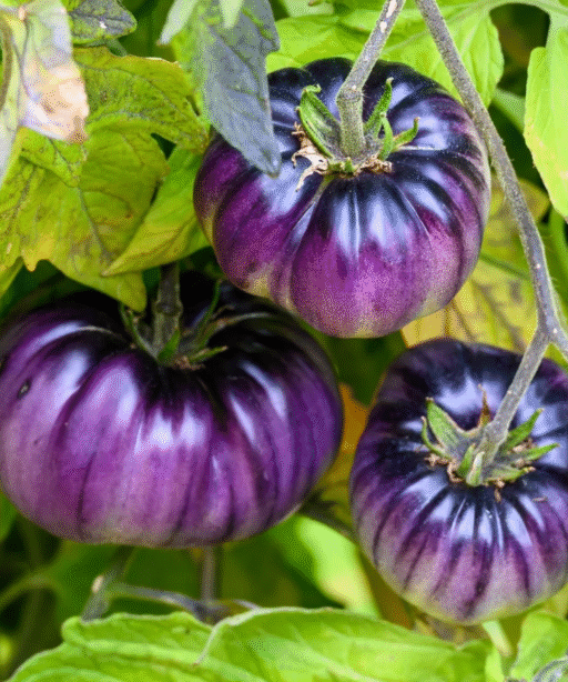 Purple Miracle Tomato شتلة طماط
