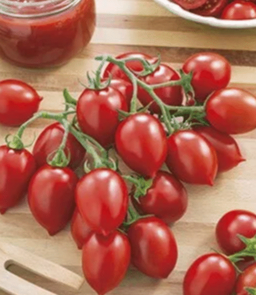 Irishka Tomato شتلة طماط