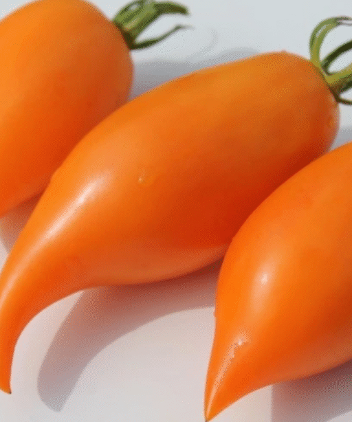 Pinocchio Tomato شتلة طماط