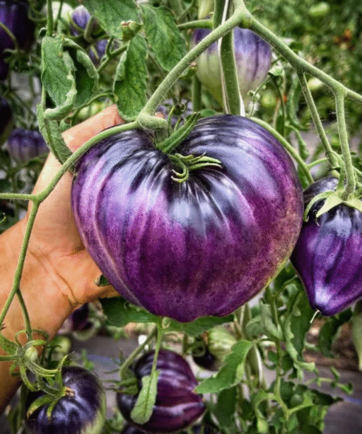 Alternative view of Sergeant Pepper Tomato شتلة طماط