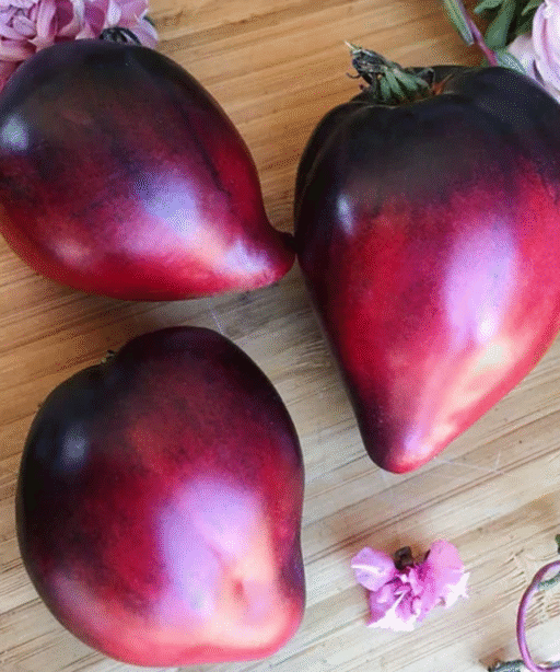 Sergeant Pepper Tomato شتلة طماط