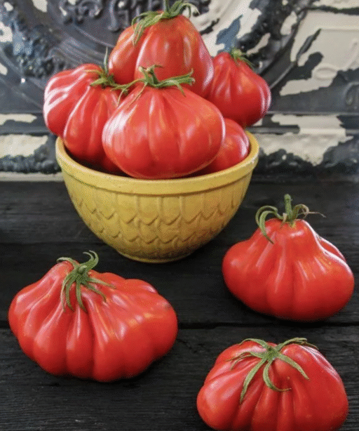 Alternative view of Shar-pei Tomato شتلة طماط