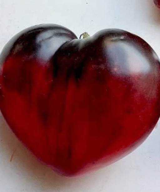 Adam's heart Tomato شتلة طماط