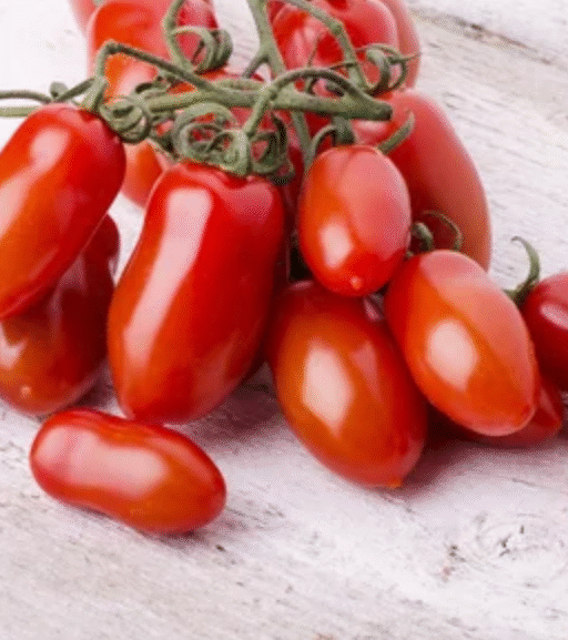 Alternative view of San Marzano Tomato شتلة طماط