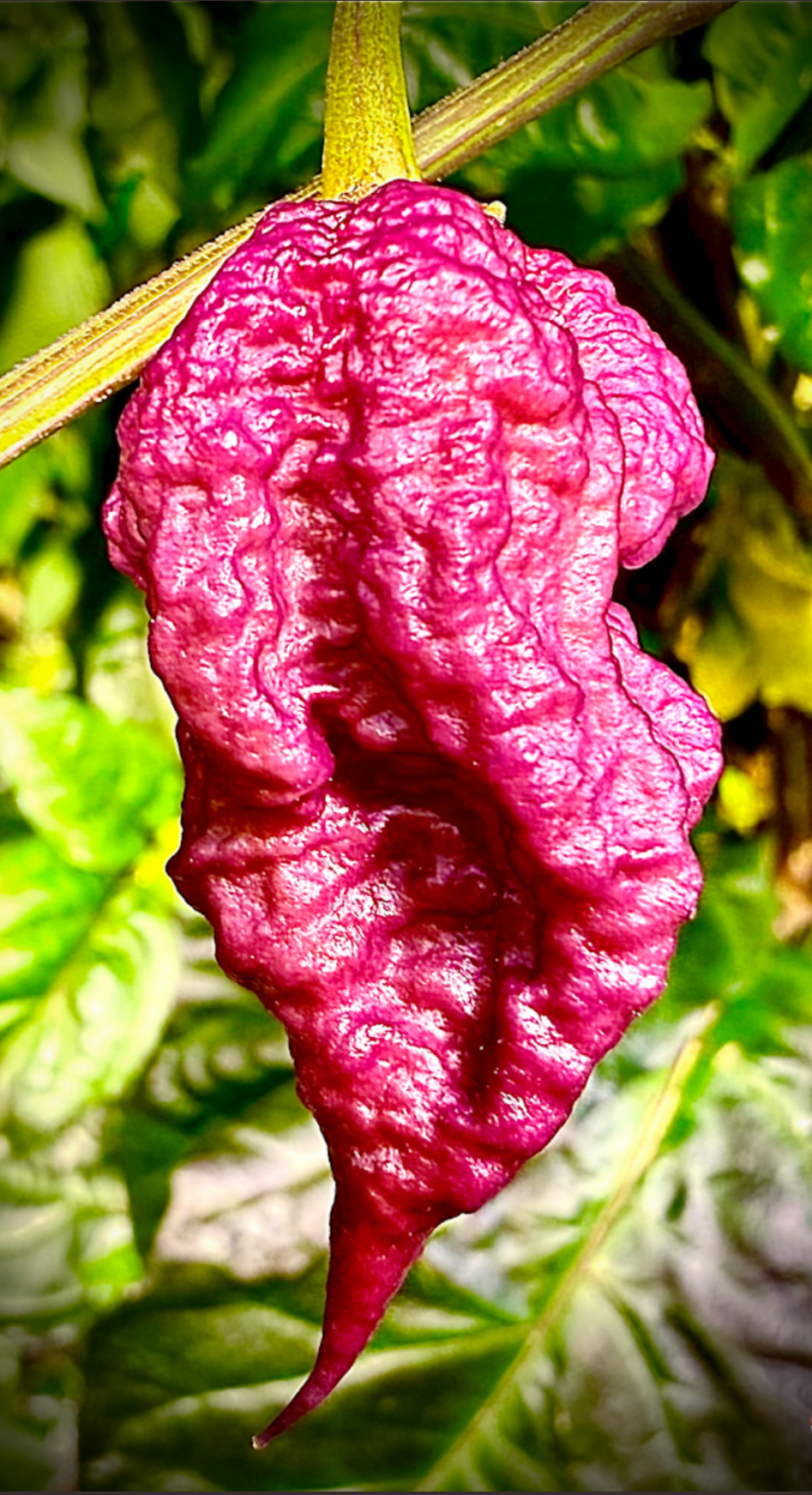 ⁦Purple Death F5 شتلة فلفل⁩ - الصورة ⁦11⁩