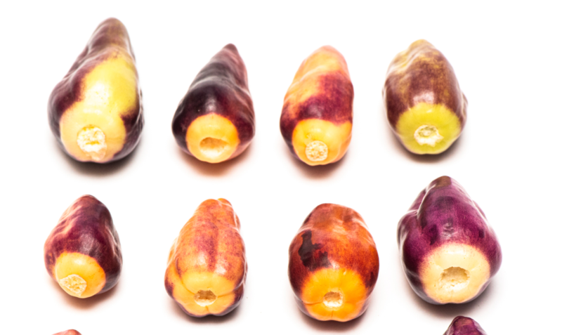 Lavender Peach شتلة فلفل - Image 9