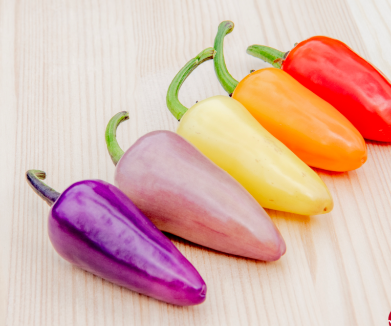 Jalapeno, Multicolor شتلة فلفل - Image 2