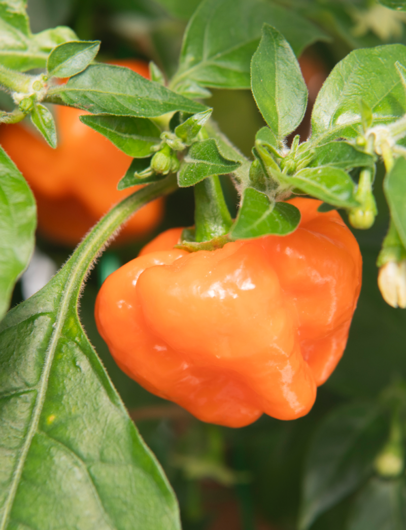 Orange Blob شتلة فلفل - Image 4