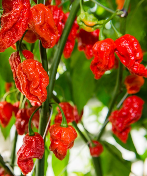 Alternative view of Gourmet Jigsaw شتلة فلفل