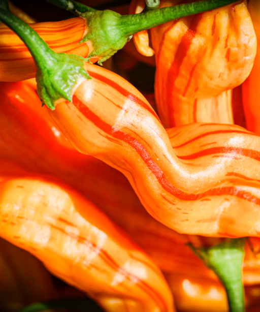 Alternative view of Flor Morado Stripey F4 شتلة فلفل