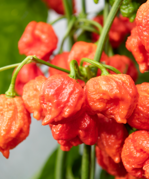 Alternative view of Hurt Berry شتلة فلفل