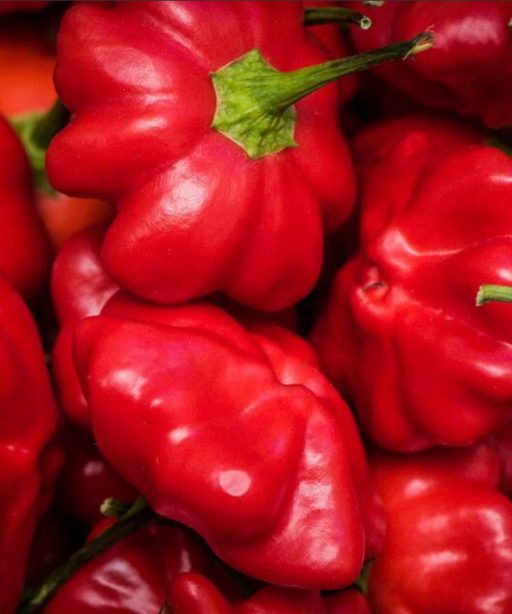 Alternative view of Starfish شتلة فلفل