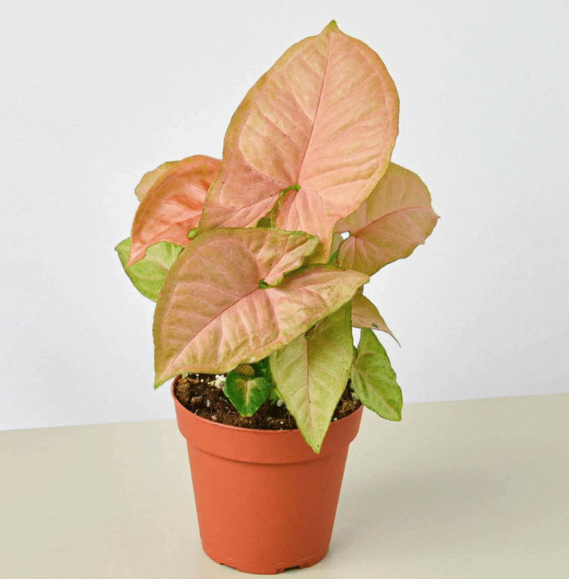 ⁦Syngonium Pink⁩ - الصورة ⁦11⁩